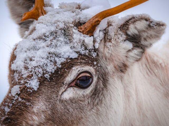 Dolu Dolu Lapland Turu Beyaz Rotalar (4 Gece)