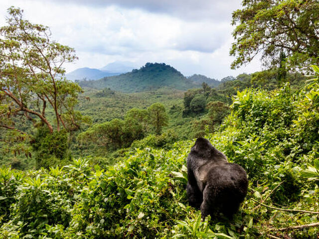 Elegant Ruanda & Uganda Turu Türk Hava Yolları İle 8 Gece (Ekstra Turlar Dahil)